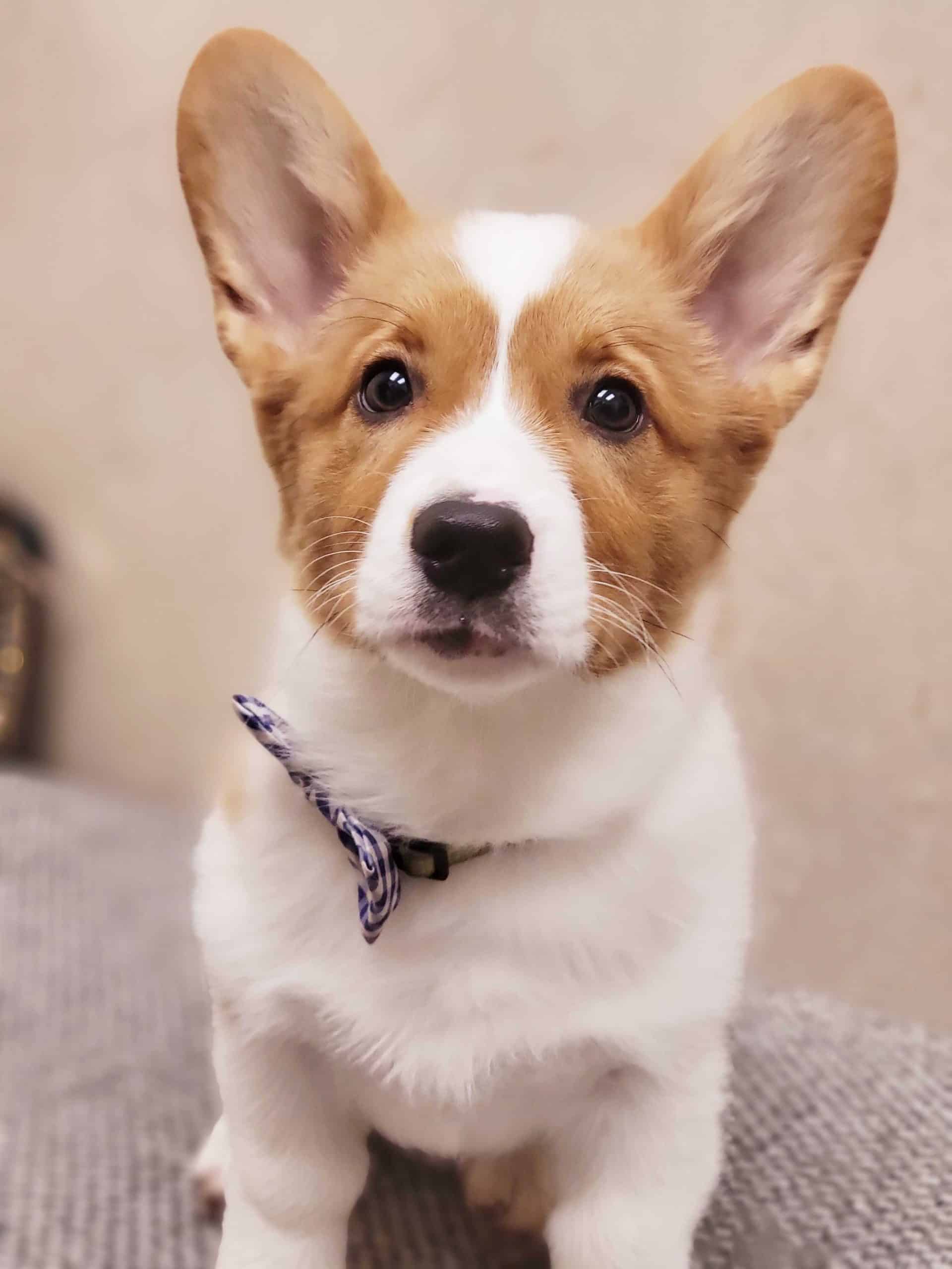 A cute corgi puppy with large ears and a white and tan coat sits on a gray surface at the pet clinic, wearing a small black and white bow tie and looking up with big, expressive eyes.