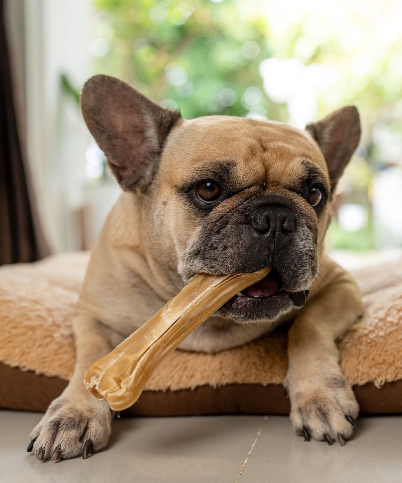 A tan French Bulldog lies on a plush dog bed indoors, holding a large rawhide chew in its mouth. Its ears are perked up, and soft, natural light filters in—fresh from a recent checkup at the local pet clinic.