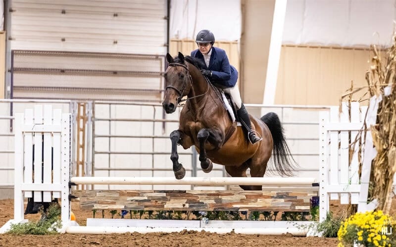 A rider in a blue jacket and helmet guides a brown horse over a jump in an indoor equestrian arena. White fences and autumn decorations are visible around the arena.