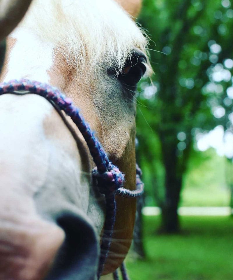 Close-up of a light-colored horse’s face with a blue and purple rope halter, showing its eye and nose, with a blurred background of green trees and grass.