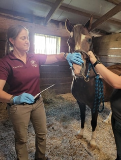 A veterinarian from a local animal hospital, wearing gloves, holds dental tools and examines a horse’s mouth inside a stable, while another person helps steady the horse with a blue rope halter.