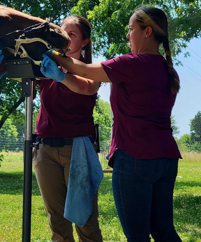 Two women in maroon shirts and gloves work together outdoors like a dedicated vet team, examining or treating a horse's mouth using a metal stand, with green trees and grass in the background.