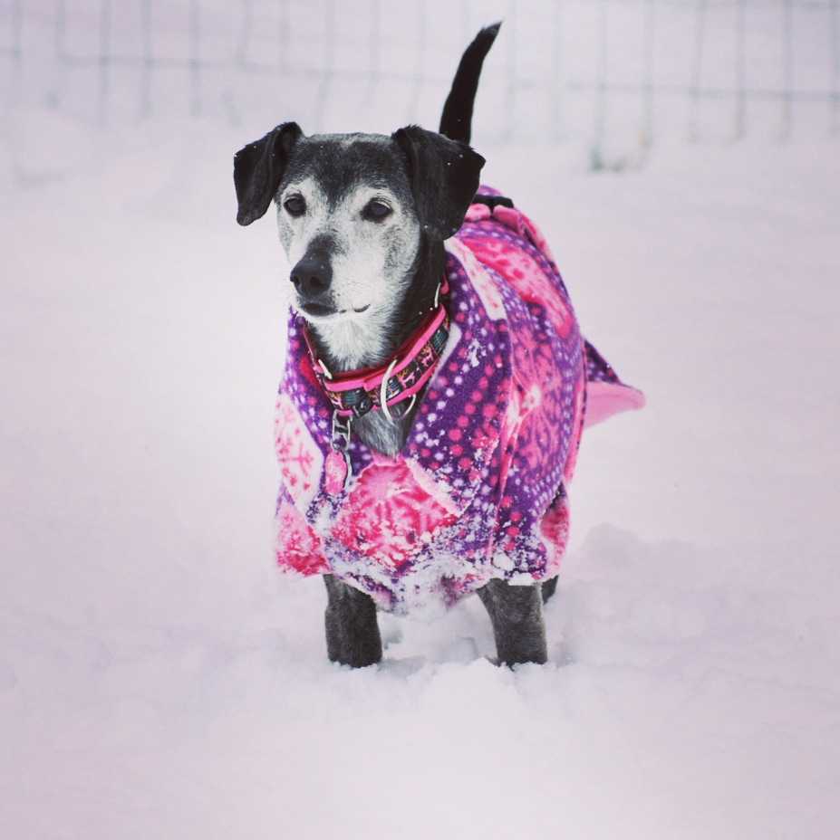 A small black and gray dog stands in snow, wearing a pink and purple patterned coat. A fence is visible blurred in the snowy background, as if heading home from the vet or pet clinic after a winter checkup.