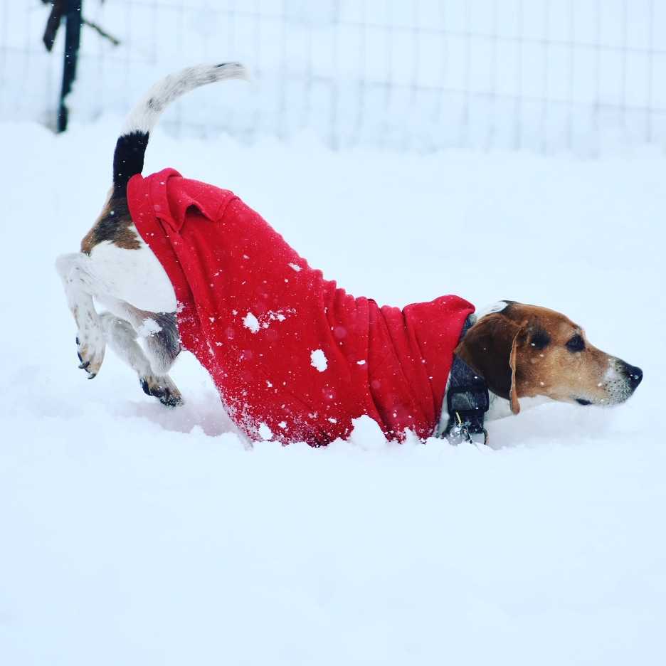 A brown and white dog wearing a red sweater is walking through deep snow, its nose close to the ground, as if searching for something—a scene that any Vet or Animal Hospital would find heartwarming against the snowy background and wire fence.