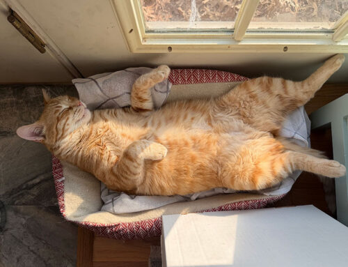What Does It Mean When a Cat Avoids the Litter Box?