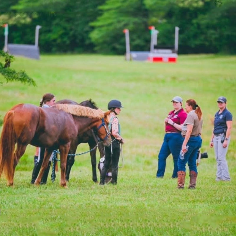 Five people stand on a grassy field, talking near two brown horses. One person, wearing a helmet, holds the horses’ reins. Trees and equestrian obstacles are visible in the background.