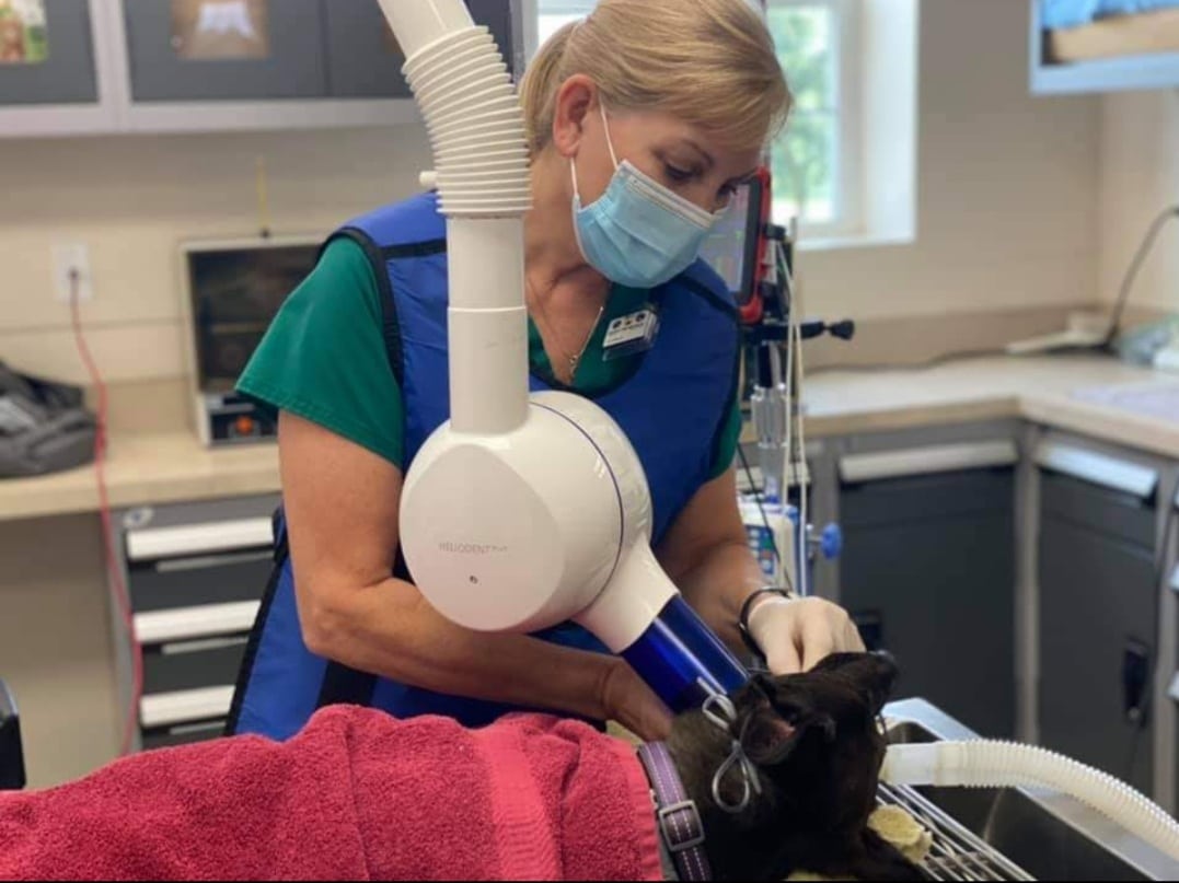 A veterinarian wearing a mask and protective vest uses dental X-ray equipment on a sedated dog covered with a red towel in a pet clinic exam room.