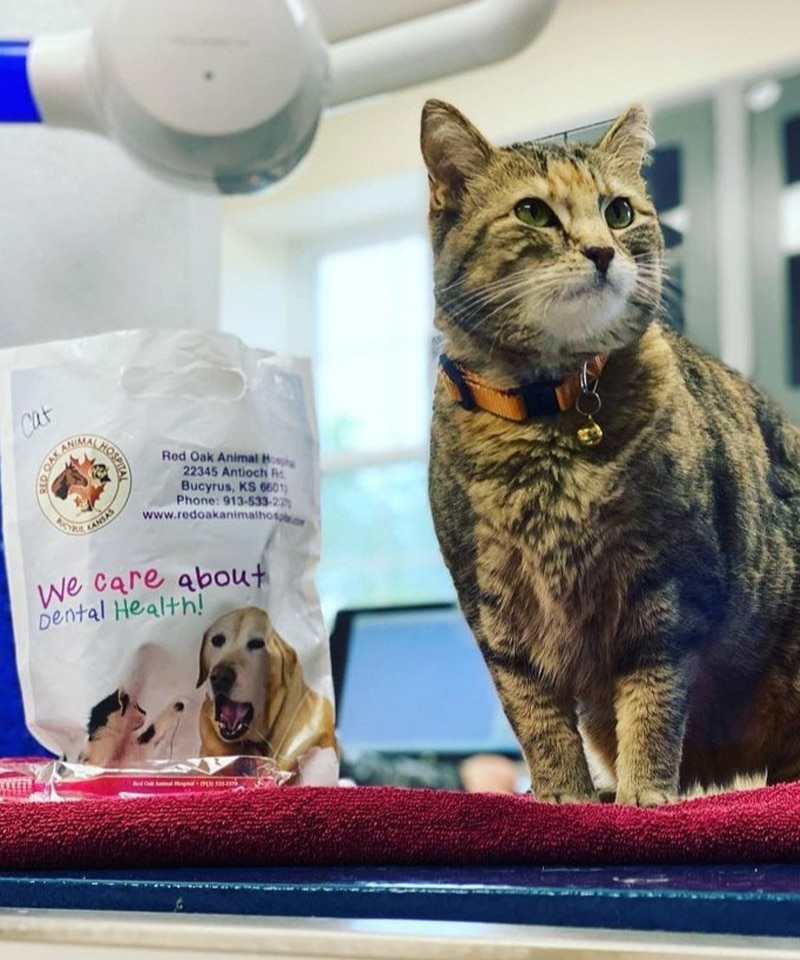 A tabby cat with a collar sits on a red towel next to a bag promoting dental health for pets at an animal hospital, featuring images of dogs and cats. Veterinary clinic equipment and a window are visible in the background.