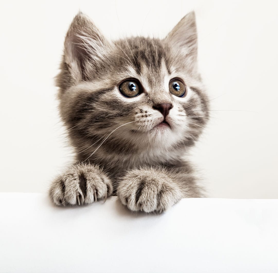 A grey tabby kitten with big, curious eyes and soft fur rests its front paws on a white surface, looking up as if waiting for attention at the vet, set against a plain white background.