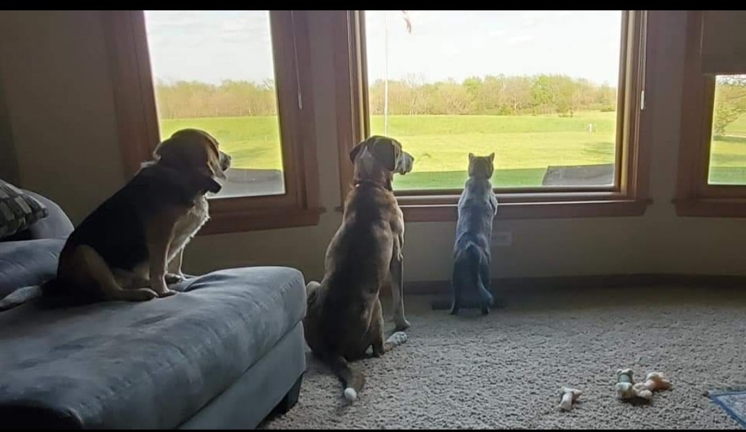Three pets—two dogs and a cat—relax by large windows, gazing out at a green field. The cozy scene looks like it belongs in a caring pet clinic, with toys scattered on the carpet nearby as they watch the world together.