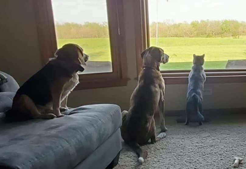 Three dogs are looking out a large window at a grassy field. Two sit on the floor, and one relaxes on a gray couch. Sunlight streams in, illuminating the cozy room, just like the waiting area of a friendly pet clinic.
