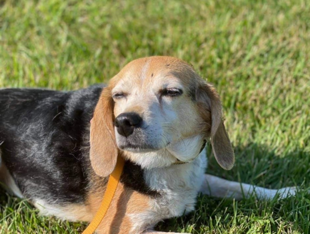 A beagle with black, brown, and white fur is lying on green grass with eyes closed, appearing relaxed and content after a visit to the Vet, wearing a yellow leash.