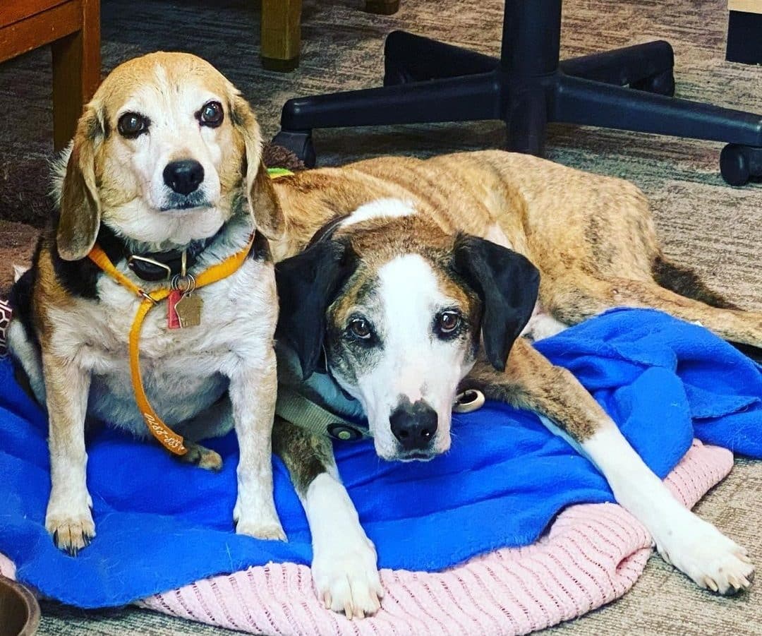 Two dogs rest together indoors at the animal hospital; one beagle sits upright while the larger, brown and white dog lies on a blue and pink blanket, both looking towards the camera.