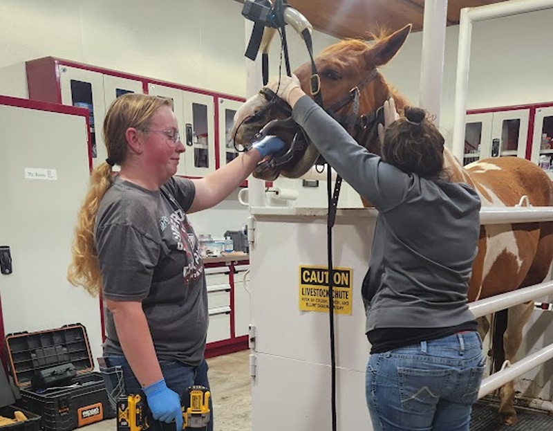 Two women are examining a horse’s mouth in a veterinary clinic. One holds the horse's head steady while the other uses a tool inside its mouth. The horse stands in a restraining chute labeled "Caution: Livestock Chute.