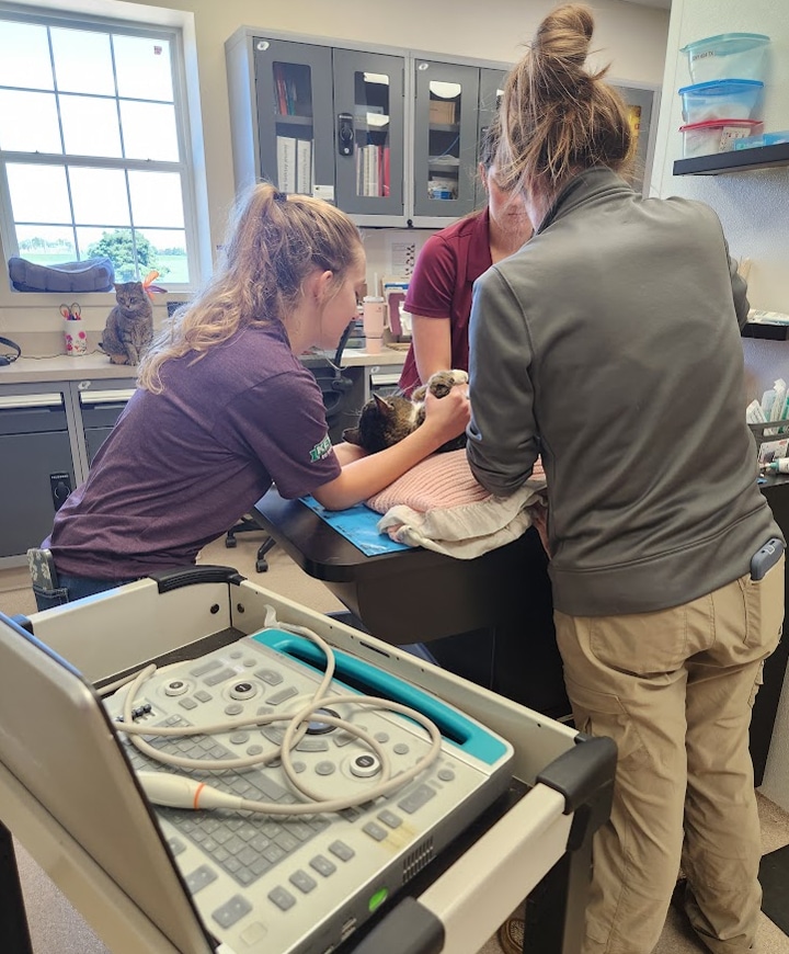 Three veterinary staff members examine a black and white cat on an exam table in a clinic. An ultrasound machine is in the foreground, and a cat sits by the window in the background.