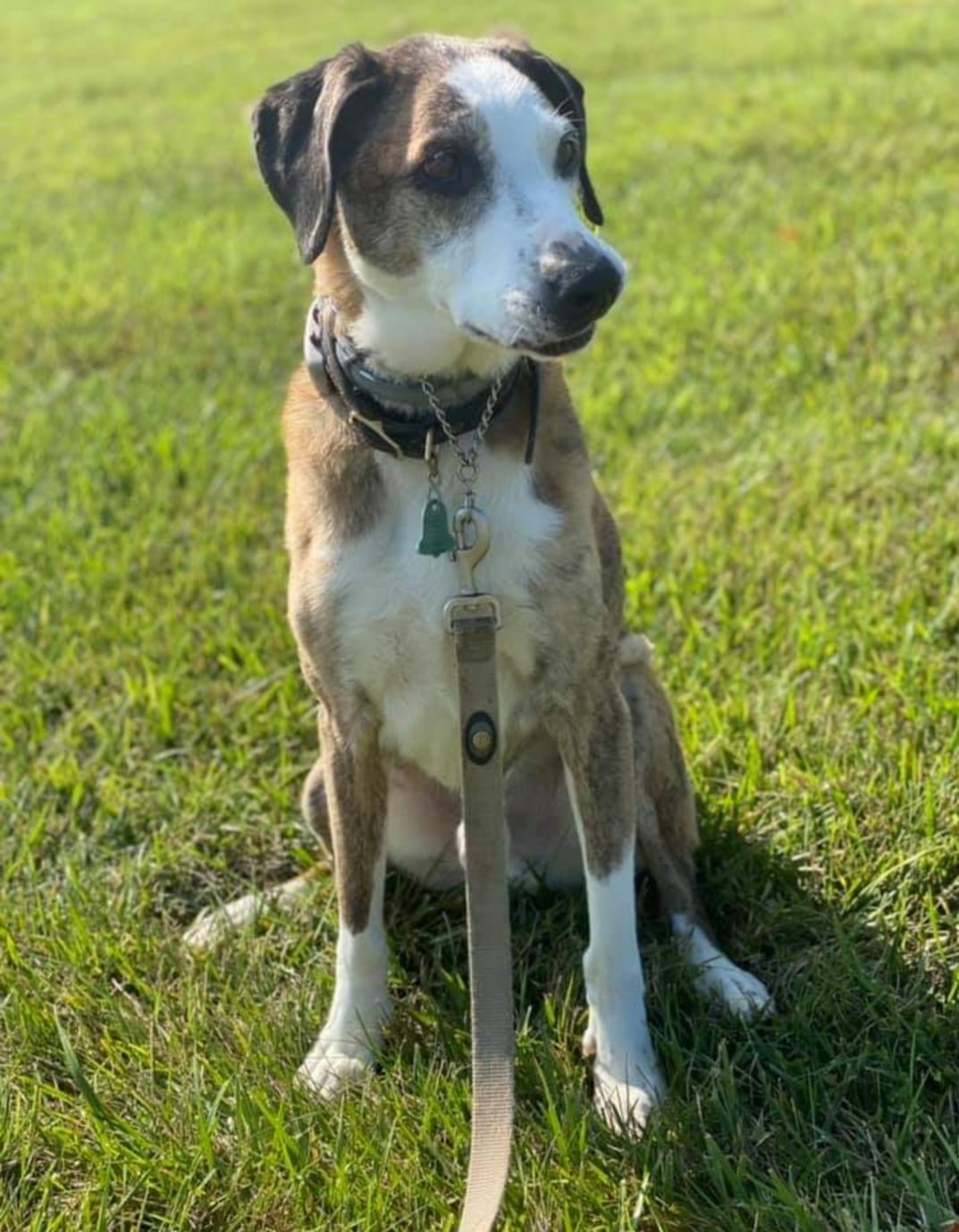 A brown and white dog with a collar and leash sits on green grass outside a pet clinic, looking slightly to the side in bright sunlight.