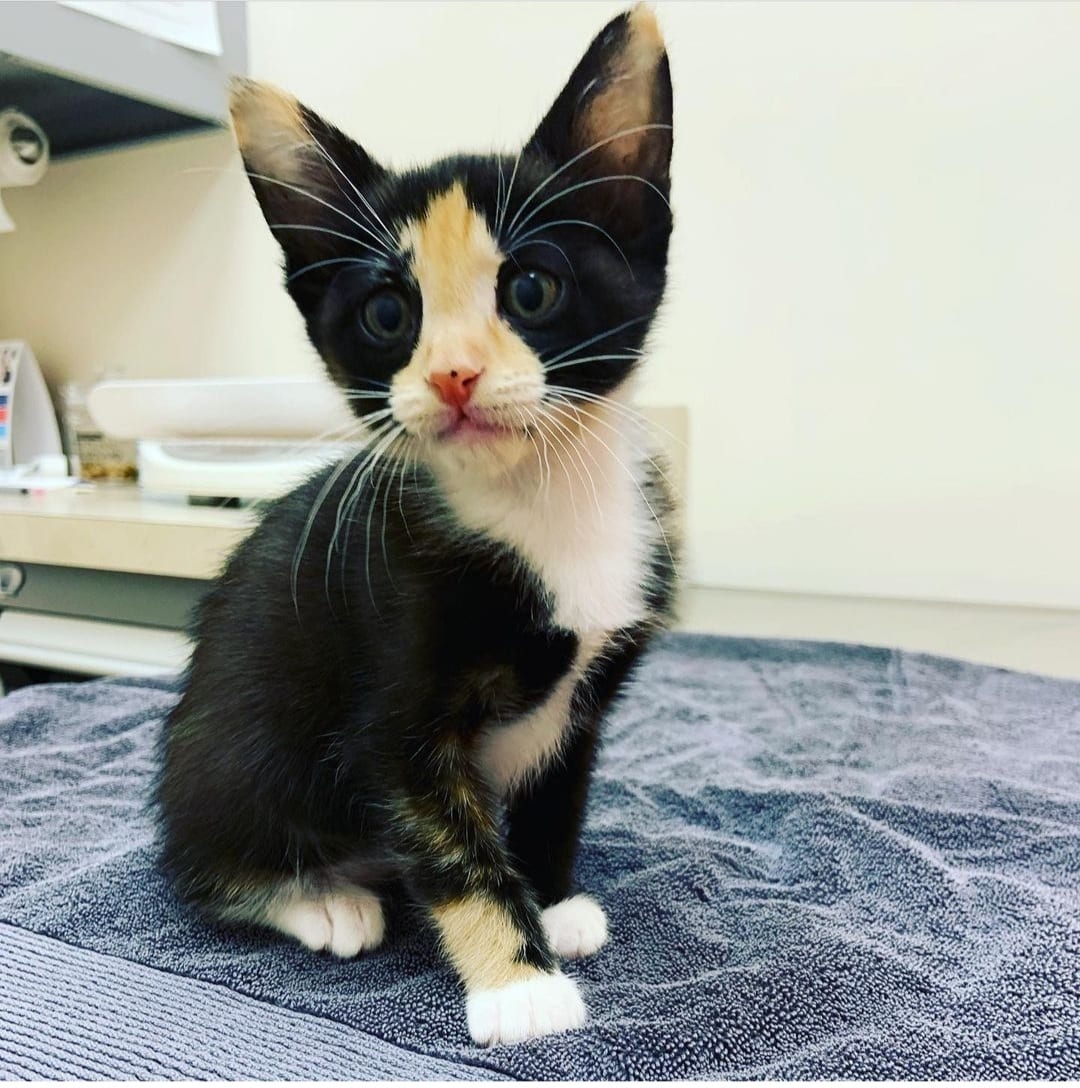 A small calico kitten with large ears and wide eyes sits on a gray towel in an animal hospital exam room, looking curiously at the camera.