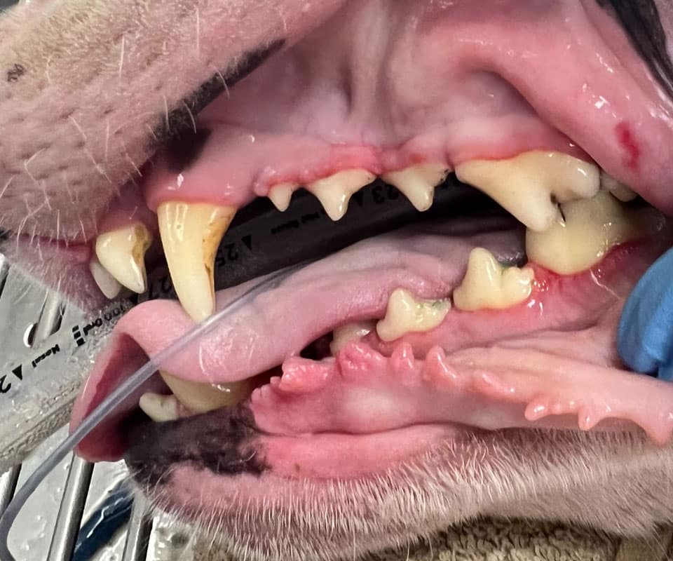 Close-up of a dog's open mouth showing yellow tartar buildup and gum inflammation, as a veterinarian at an animal hospital uses a gloved hand to hold the mouth open and inserts a tube beside the tongue.