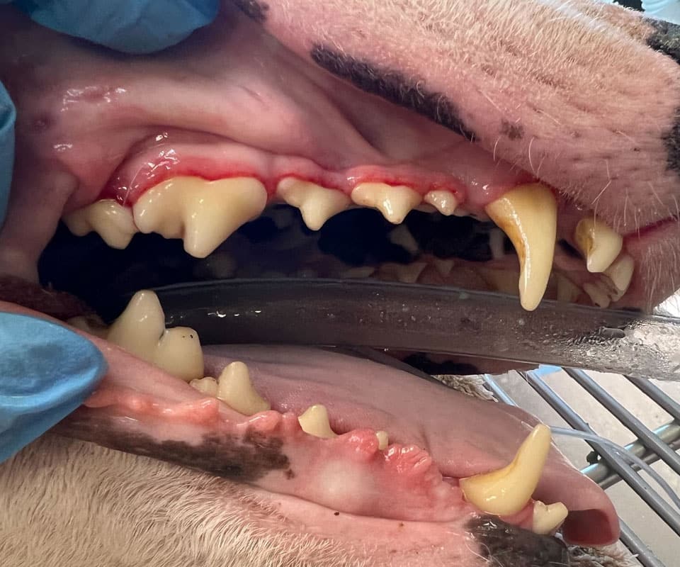 A close-up of a dog's open mouth being examined at a pet clinic, showing its teeth and gums. A veterinarian’s gloved hands hold the mouth open while a metal tool is inside. Some gums appear red and swollen, indicating dental issues.