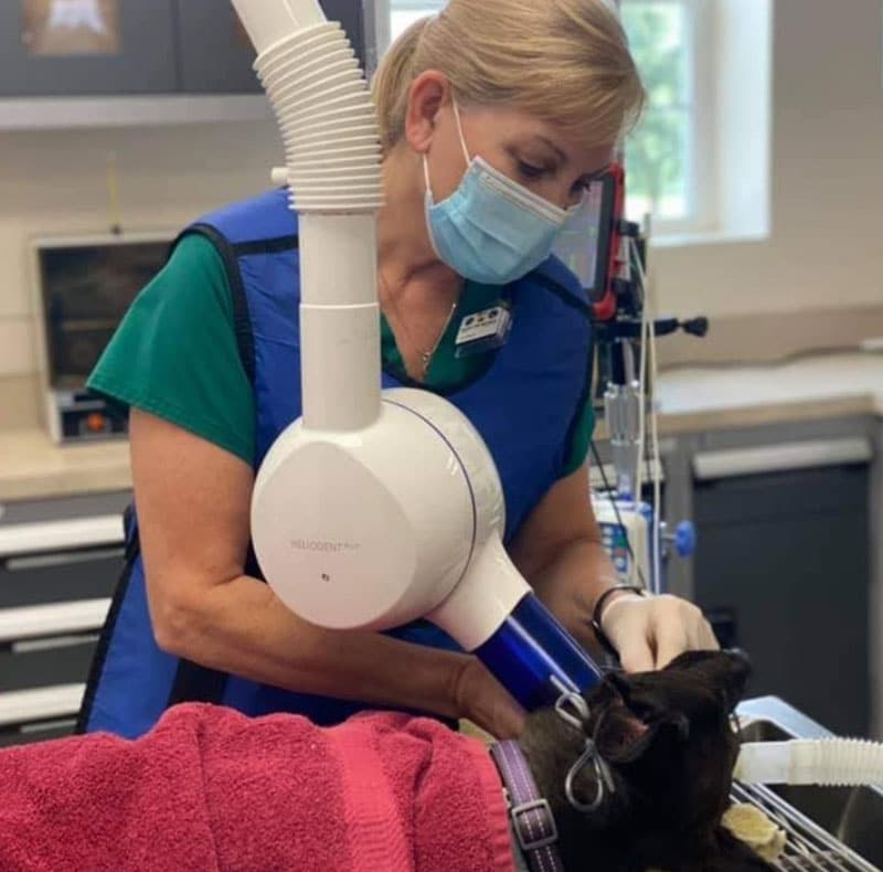 A vet wearing a mask and protective apron uses an X-ray machine on a sedated black cat covered with a pink towel in an animal hospital examination room.