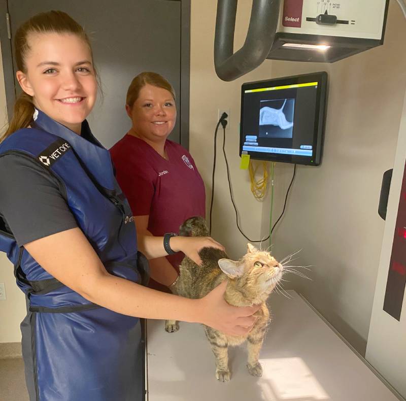 Two veterinary professionals at an Animal Hospital are examining a cat on a table. One, wearing a blue protective vest and smiling, is assisted by another Vet, while an X-ray of the cat is displayed on a monitor in the background.
