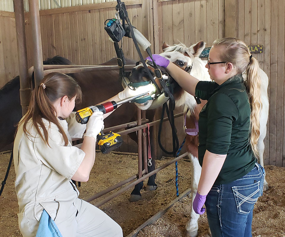 Two women, likely veterinarians from a pet clinic, perform dental work on a horse in a barn. One uses a power tool on the horse's mouth while the other holds it steady. The horse, wearing a head restraint, stands calmly in its stall.