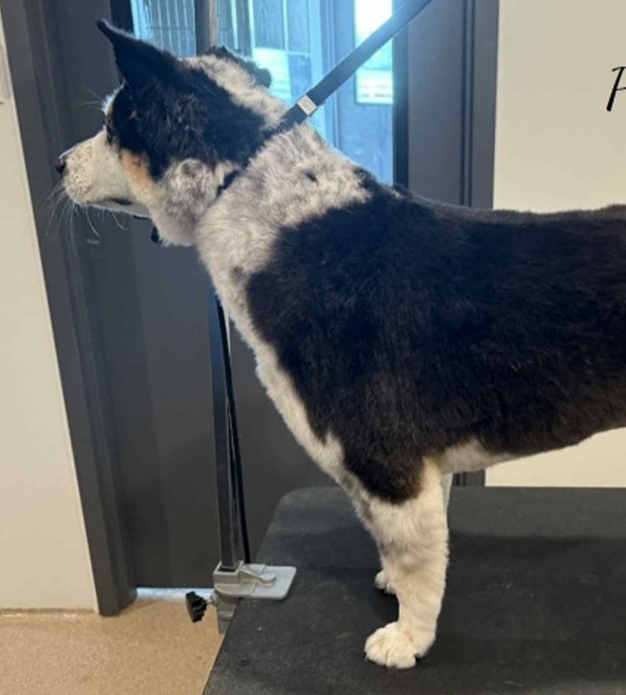 A black, white, and brown dog stands on a grooming table indoors at the animal hospital, facing left with a leash. The dog's fur appears freshly trimmed, and the background shows a door and part of a wall.